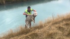 這隻羊掉到河裡爬不上來已精疲力盡，路人看到緊急上前救援，旁人錄下驚險又溫暖的畫面