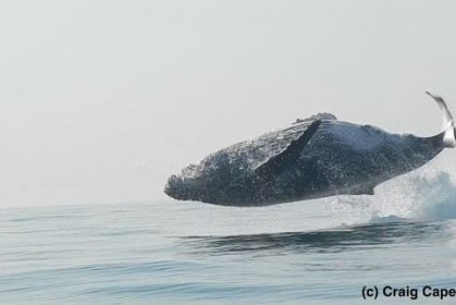 40噸座頭鯨「以為自己是海豚」躍出海面，巨大身軀落水的畫面大家讚嘆得停不下來