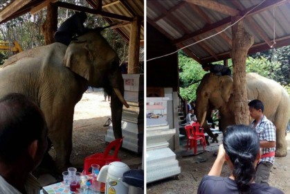這隻大象的84歲主人過世，牠難過情緒失控，還出現在靈堂對主人「跪拜」