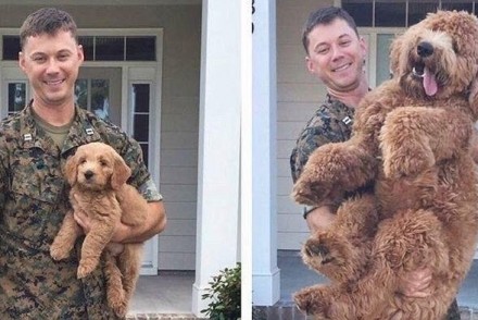 軍人征戰1年回家後大驚「愛犬變超巨大狗」，網友：「一定是阿嬤養大的！」