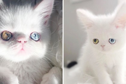 天生帶有「異色瞳中的異色瞳」的小貓魅惑全球，寶石般的眼睛讓你精神淪陷！