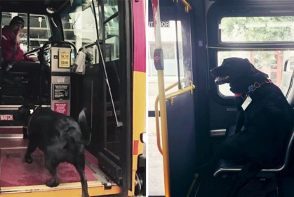 黑色狗狗每天「自己逼卡坐公車」去公園玩，原因是主人「一根沒抽完的菸」