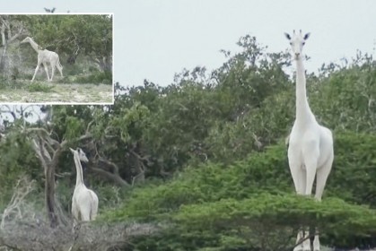 非洲發現2隻罕見「全身雪白無斑點」純白長頸鹿，根本天堂才有的美麗生物