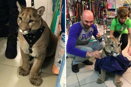 寵物店來了「美洲獅」客人，現場的人都驚訝牠比貓狗乖100倍，試穿衣服萌翻全場