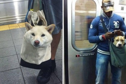 政府規定狗狗搭地鐵「要用袋子裝」，於是車上紛紛出現最萌狗頭包
