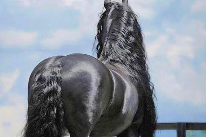 這匹馬背影已經很美了，沒想到轉過來竟是「地球最帥」的尊爵之馬！