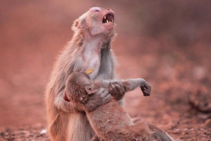 攝影師拍下「猴媽媽抱著死去小猴子痛哭」撼動網友，2分鐘後小猴奇蹟恢復健康