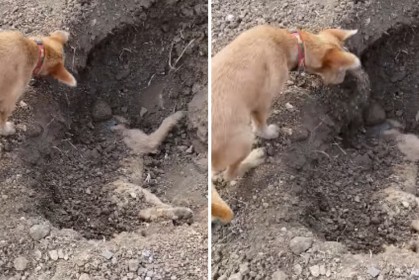 狗狗的好朋友被車撞死後「牠自己默默埋葬屍體」，短短幾秒惹哭數十萬網友...