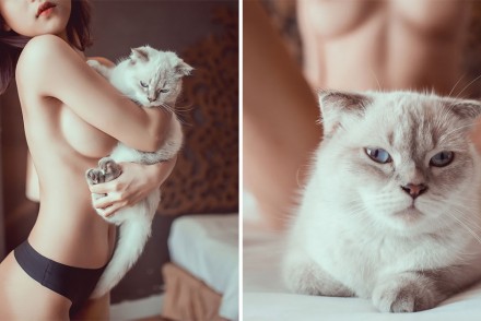 11張「貓咪性感寫真」吸住你的眼球，這隻貓咪的藍眼睛太美瞬間成網紅！