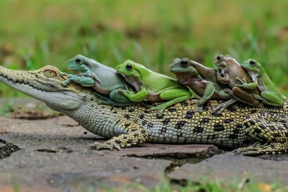 其實鱷魚是自然界的工具人，這5隻小青蛙「把鱷魚當公車」萌翻全網路